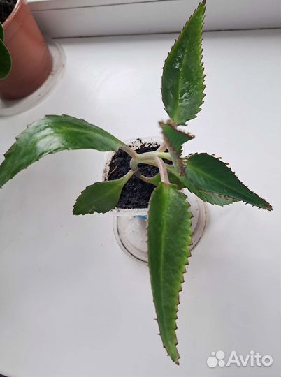 Каланхое лекарственный цветок 26 июня