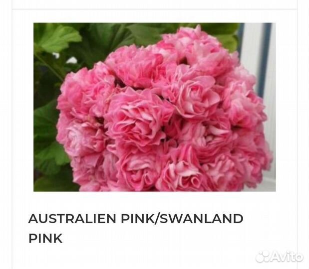 Герань пеларгония