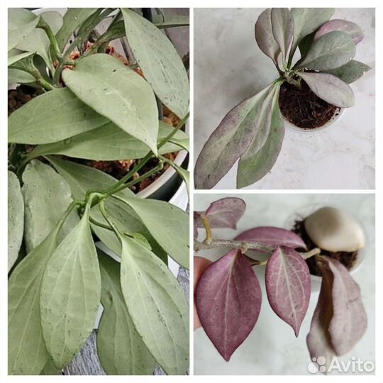 Hoya Nicholsoniae New Guinea Chost