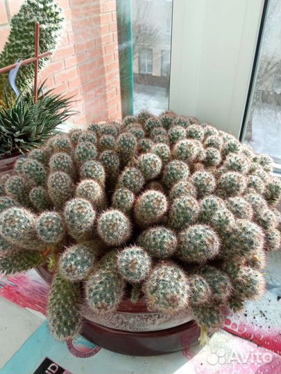 Кактусы коллекция