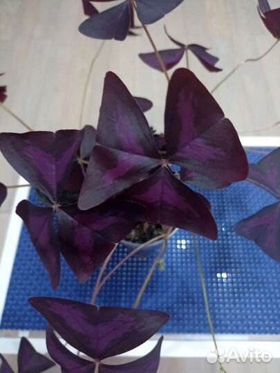 Кислица оксалис