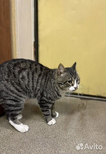 Харизматичный кот Василий