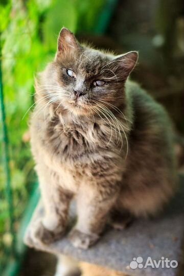 Особенная кошечка Вита ищет дом