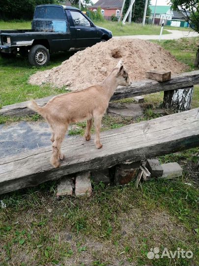 Продам козлят