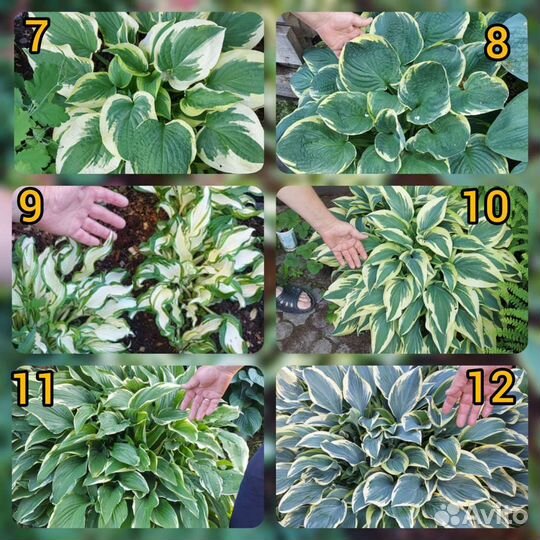 Хоста растение 15 видов