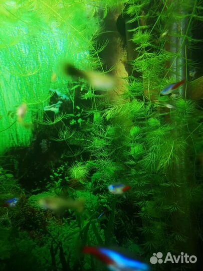 Гуппи мальки, неоны, креветки, растения