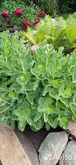 Очиток Видный