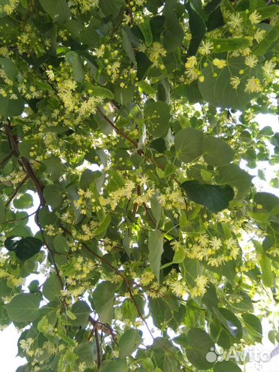 Саженцы липы, липовый цвет