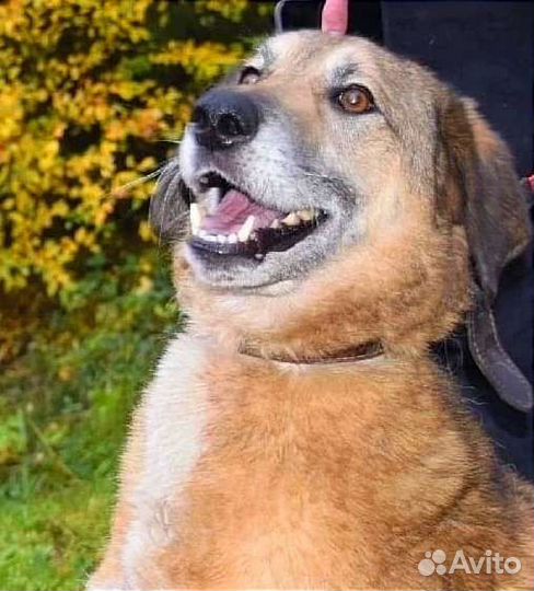 Лео ищет дом