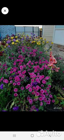 Черенки хризантем Рассада астры, целлозия