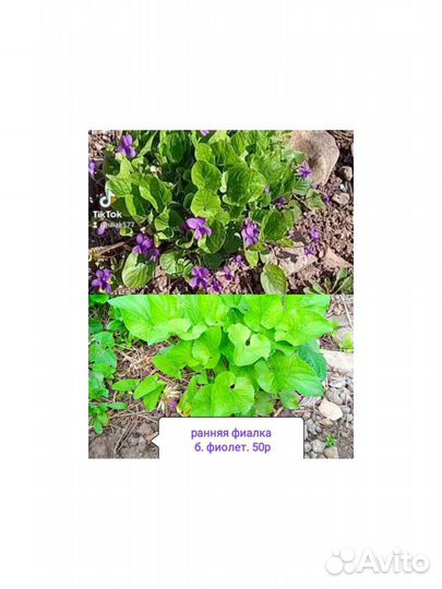 Фиалка уличная многолетка