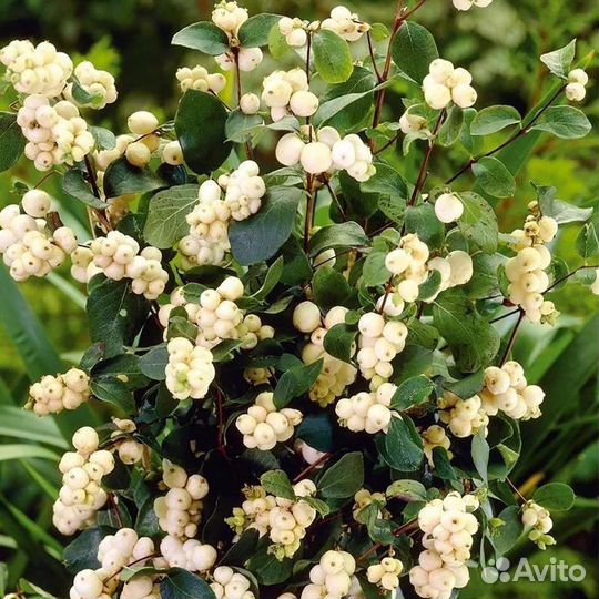 Снежноягодник