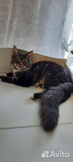 Котёнок мейн-кун