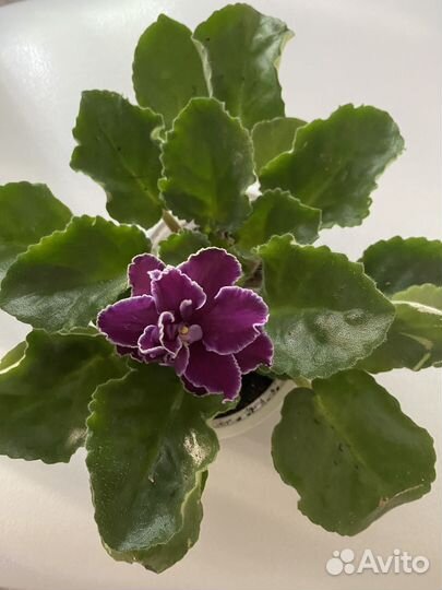 Продам фиалки