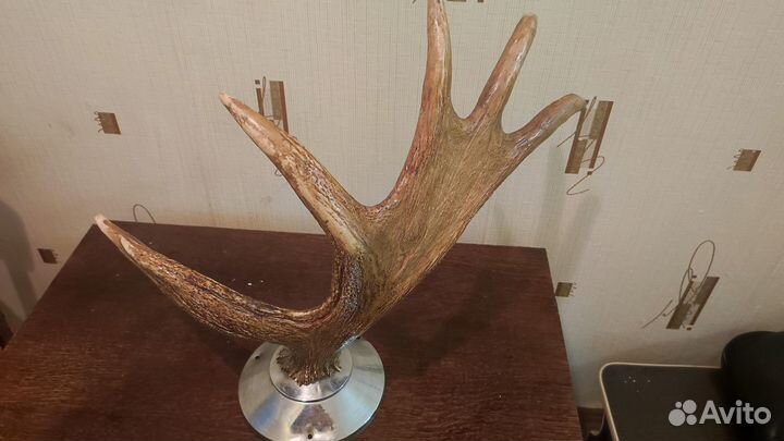 Продаю рога лося