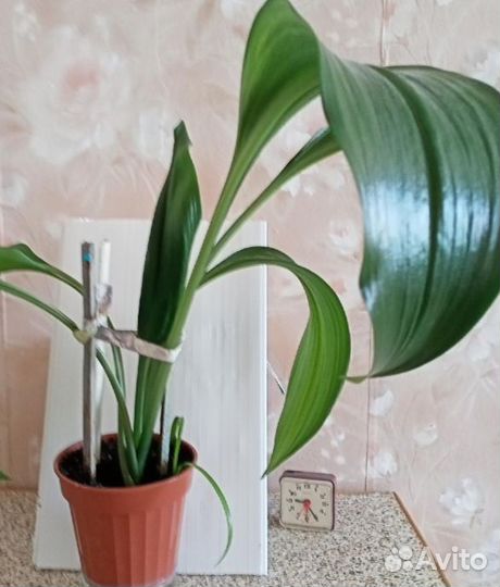 Эухарис, амазонская лилия