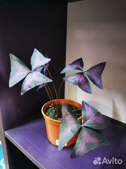 Бабочка (Кислица)