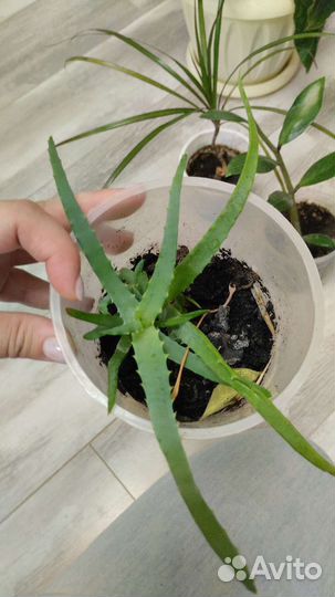 Спатифиллум женское счастье