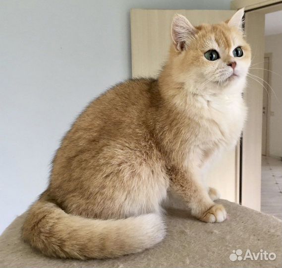 Британская кошка золотая шиншилла