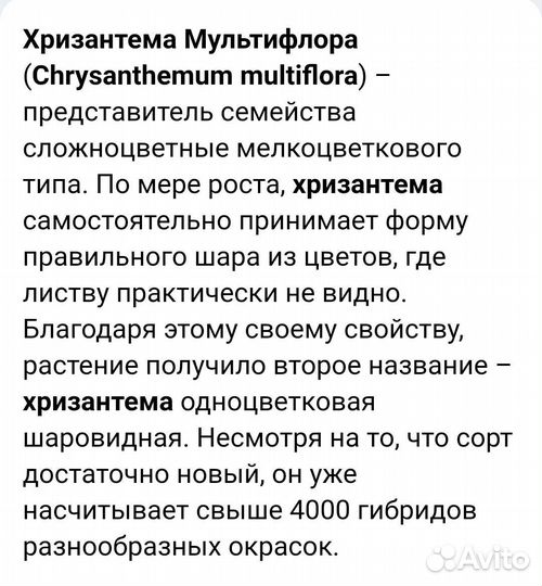 Хризантема мультифлора (укорененные черенки)