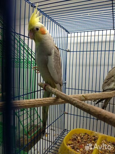 Продаётся кореллы