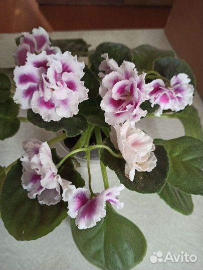 Сортовые фиалки