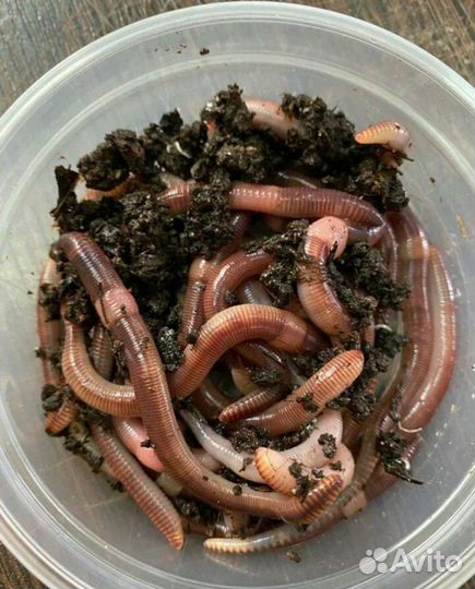 Червь дендробена