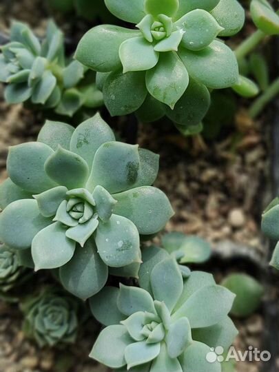 Суккуленты