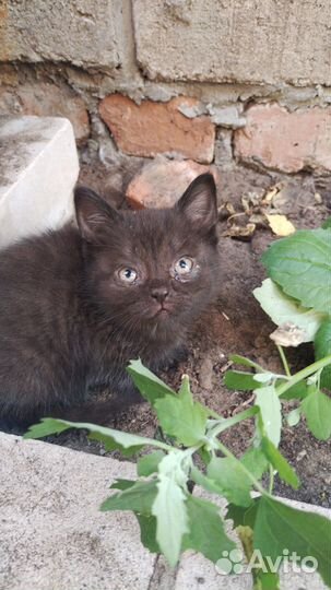 Котята в добрые руки бесплатно