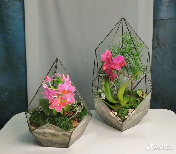 Флорариум яркие флорариумы в наличии