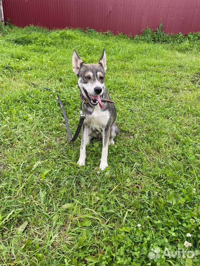 Айза ищет дом