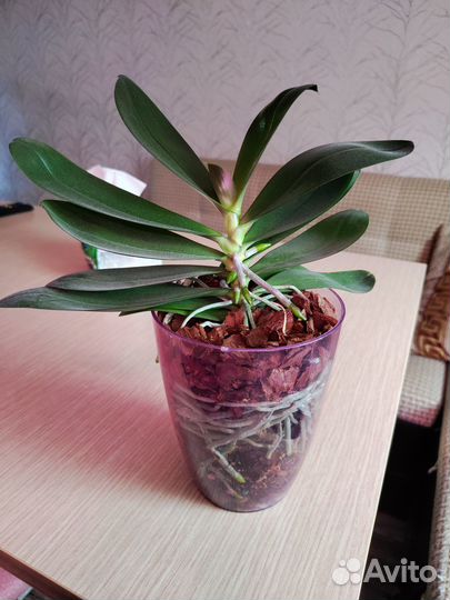 Орхидея фаленопсис