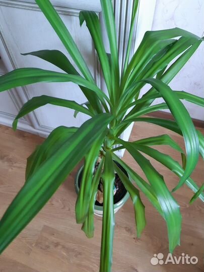 Юкка, лилия, алоказия, фикус