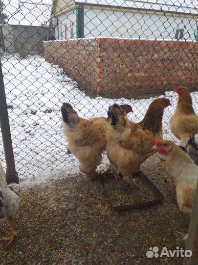 Инкубационное яйцо кур