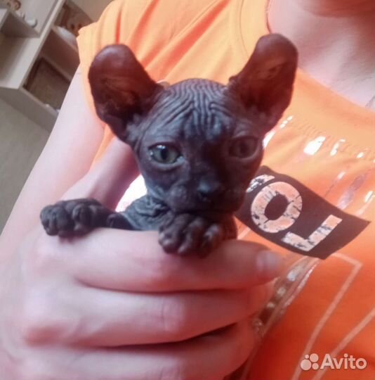 Котята эльфы