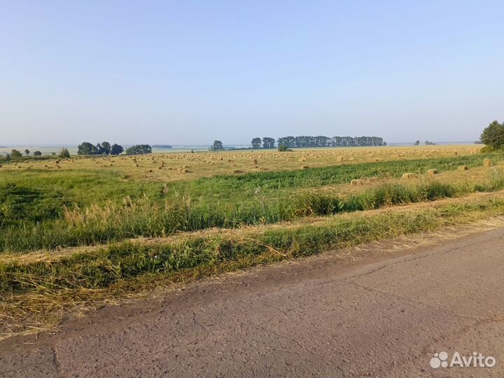 Сено люцерны в тюках