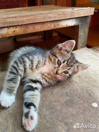 Котенок в добрые руки