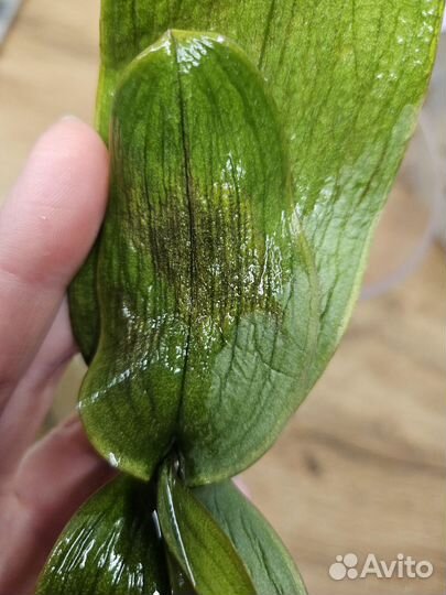 Орхидея фаленопсис на восстановление