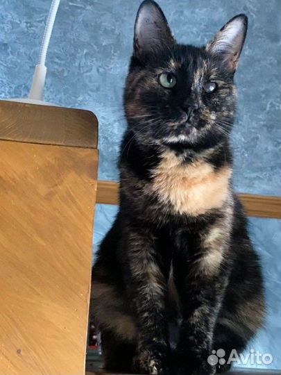 Самая ласковая трехцветная кошка ждет 2 года