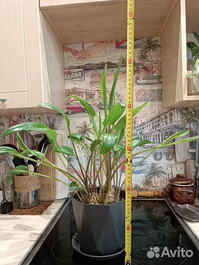 Дримиопсис+кашпо