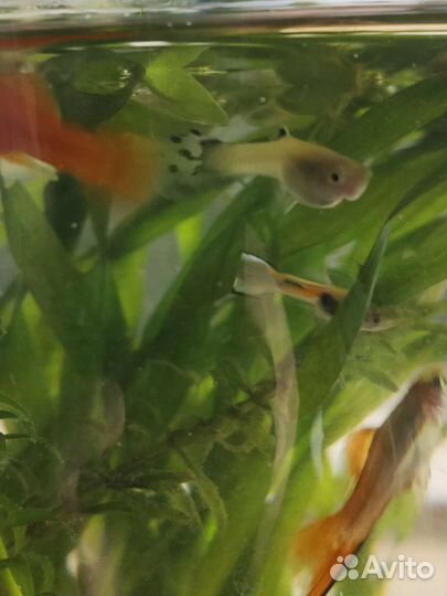 Аквариумные рыбки гуппи