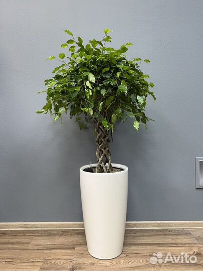 Фикус цилиндр в кашпо lechuza H 150 см
