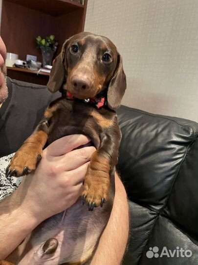 Кобель на вязку