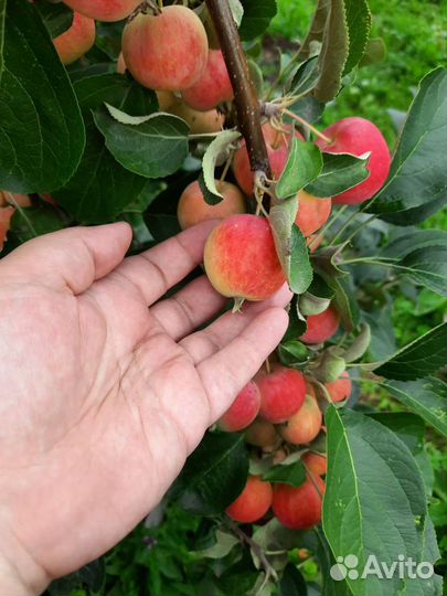 Продам яблоки полукультурка