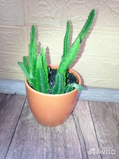 Отростки растений