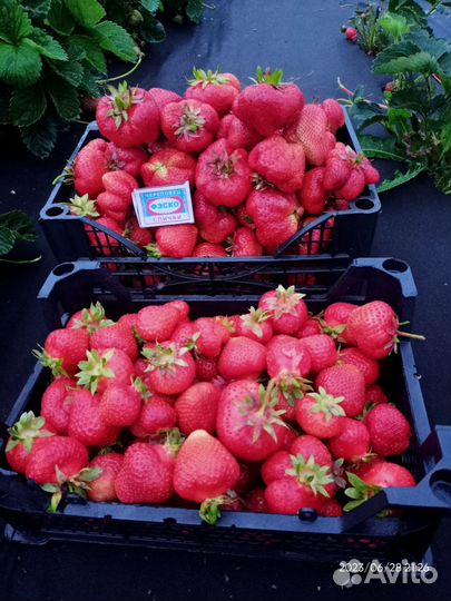 Клубника сорт камрад победитель (Конрад)