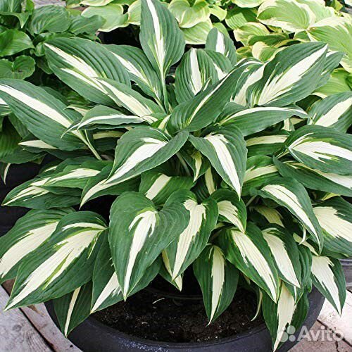 Хоста Cherry berry