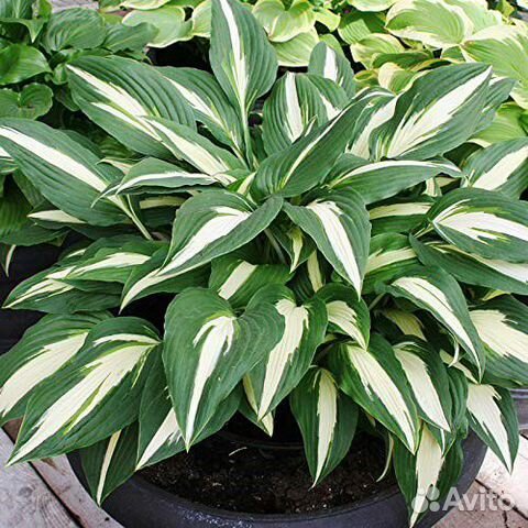 Хоста Cherry berry