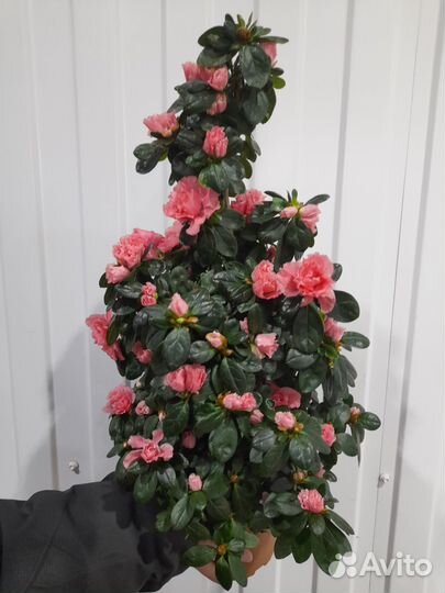 Рододендрон Азалия на штамбе