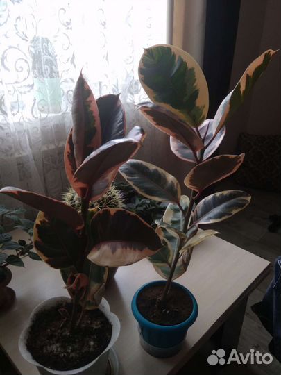 Фикус Белиз